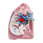 Half Of Lung